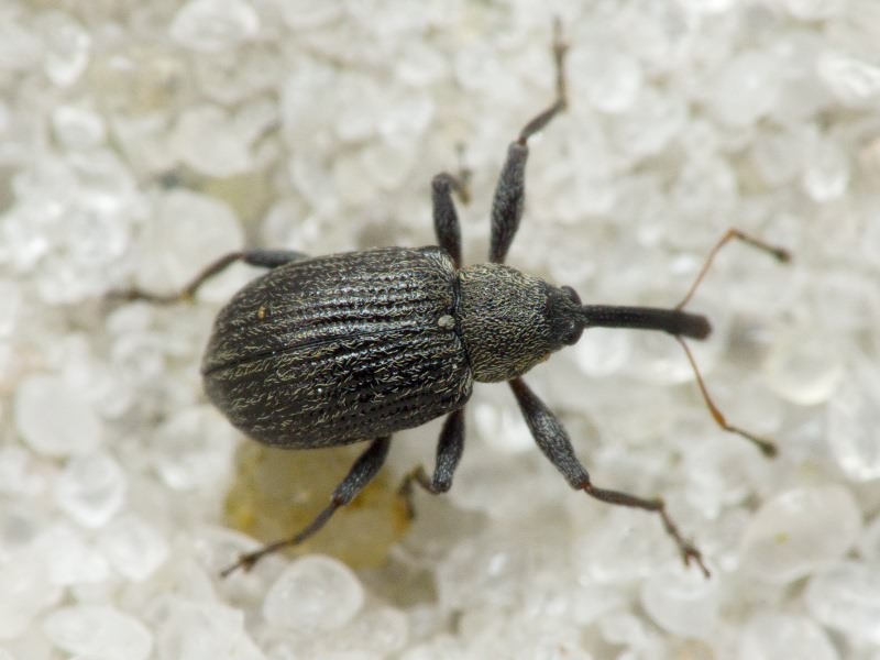 Anthonomus (Anthonomus) rubi (Herbst, 1795)